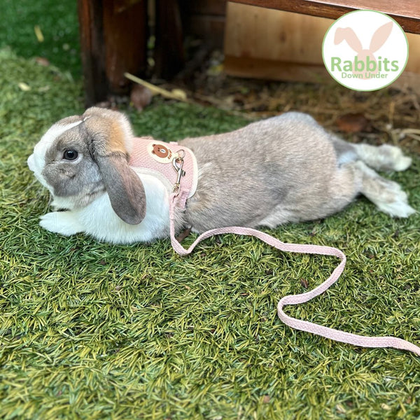 Rabbit Harness and Leash Set Rabbits Down Under