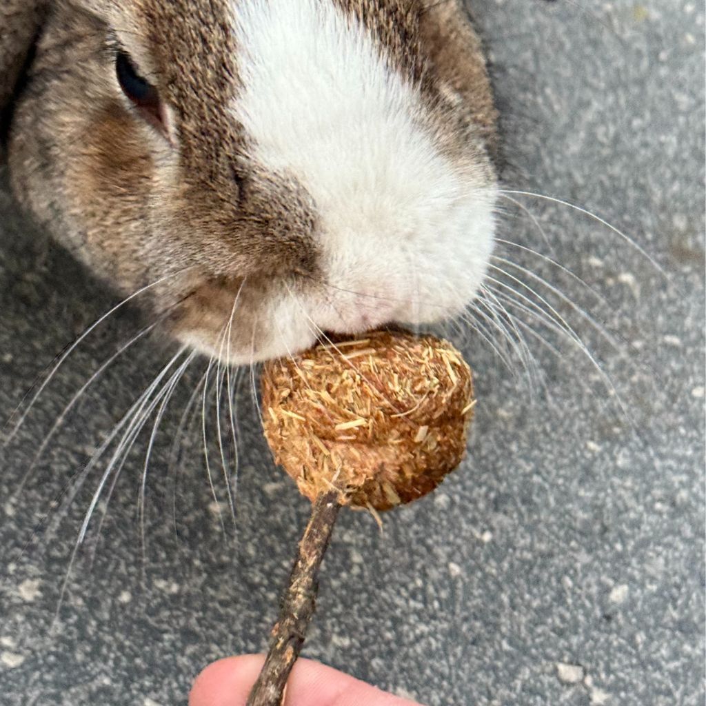 Rabbit Cake Pop Natural Treat By Rabbits Down Under