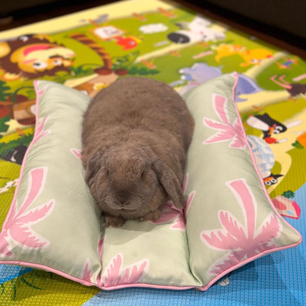 Etsy Bunny Bed Lap&#39;n Lounger